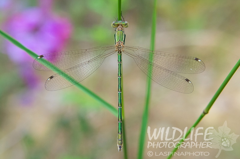 Lestes barbarus, femmina